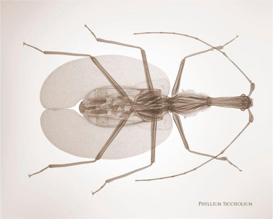 Phyllium Siccifolium-Photographic Print-Nick Veasey-Sorrel Sky Gallery