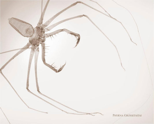 Phyrna Grossetaitai-Photographic Print-Nick Veasey-Sorrel Sky Gallery