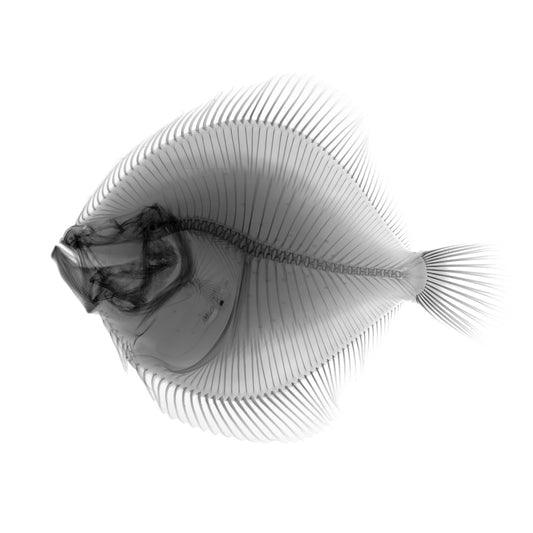 Plaice-Photographic Print-Nick Veasey-Sorrel Sky Gallery