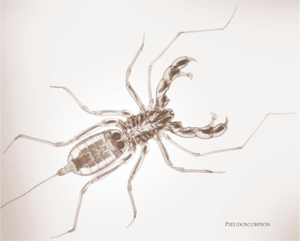 Psuedoscorpion-Photographic Print-Nick Veasey-Sorrel Sky Gallery