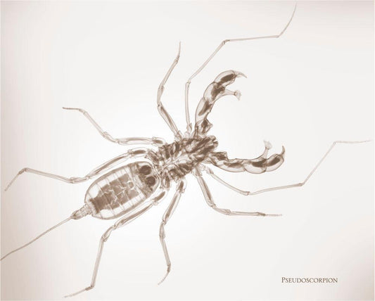 Psuedoscorpion-Photographic Print-Nick Veasey-Sorrel Sky Gallery