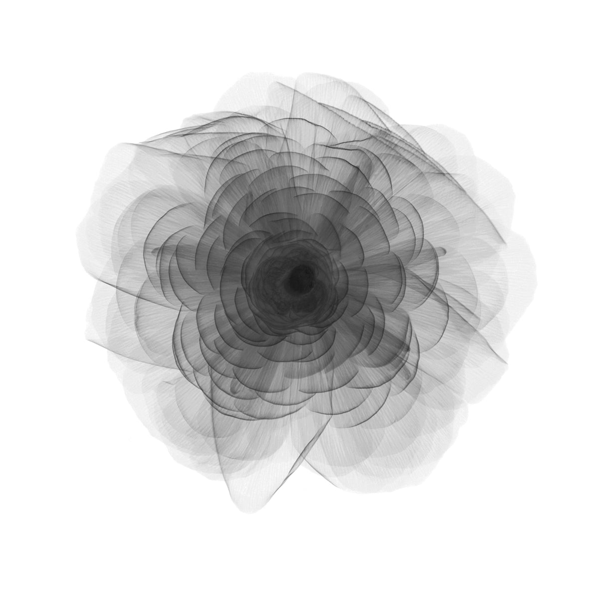 Ranuncula 2-Photographic Print-Nick Veasey-Sorrel Sky Gallery
