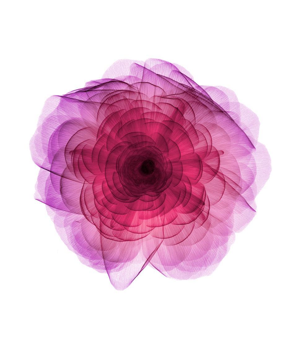 Ranuncula Aghmi-Photographic Print-Nick Veasey-Sorrel Sky Gallery