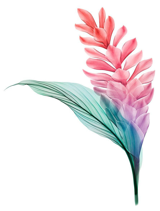 Red Ginger Flower-Photographic Print-Nick Veasey-Sorrel Sky Gallery