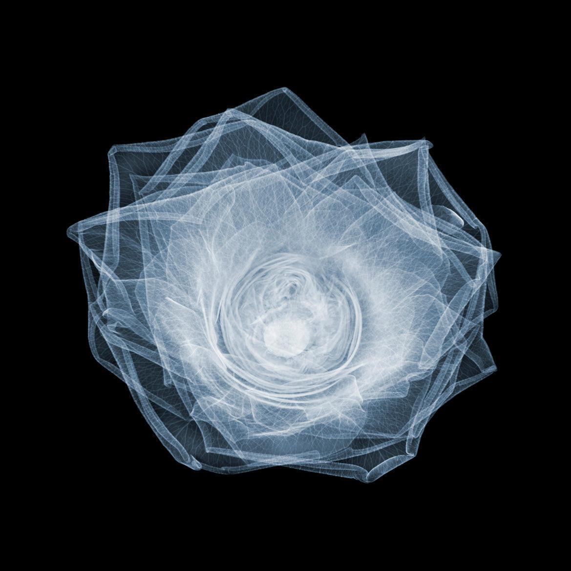 Rose 2-Photographic Print-Nick Veasey-Sorrel Sky Gallery