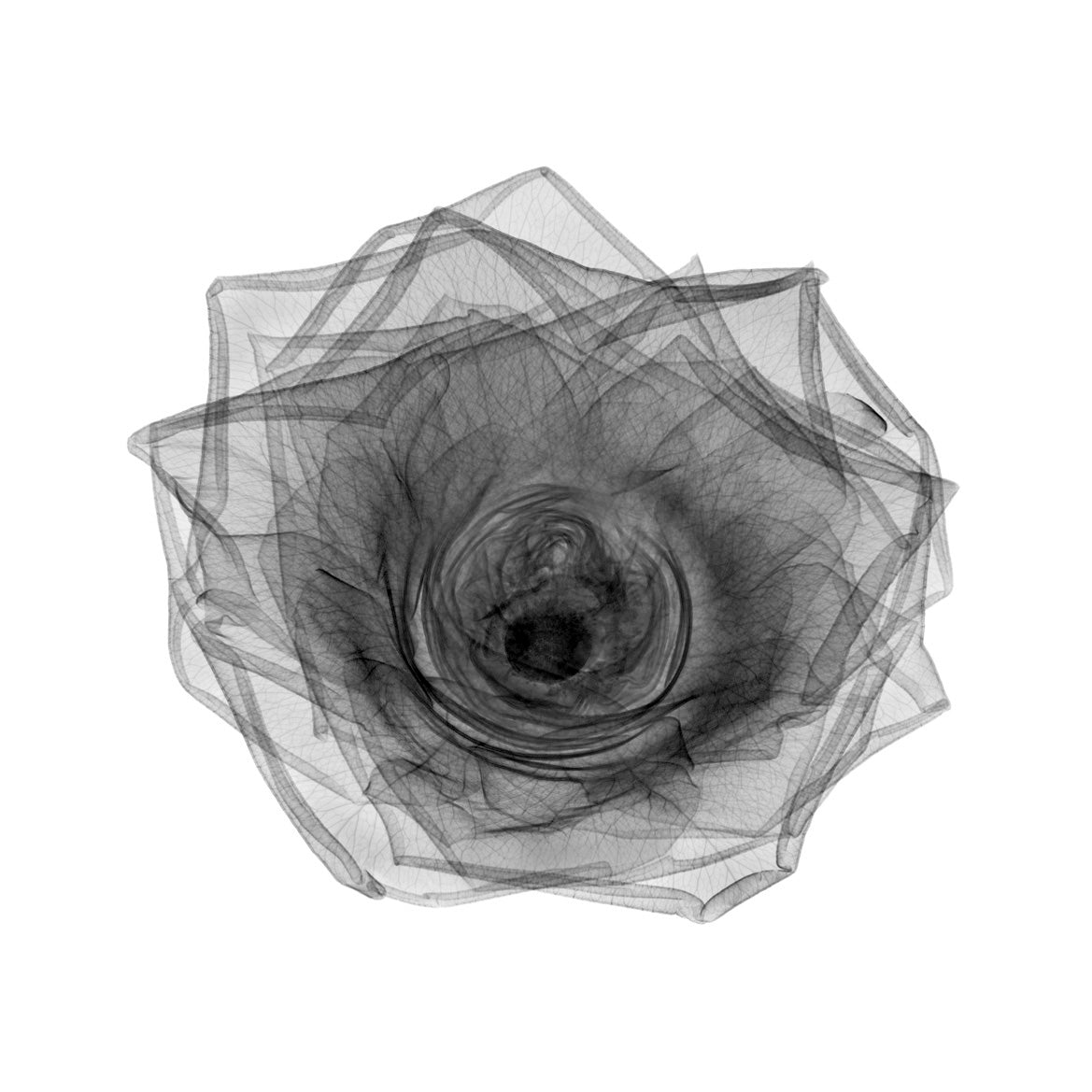 Rose 2-Photographic Print-Nick Veasey-Sorrel Sky Gallery