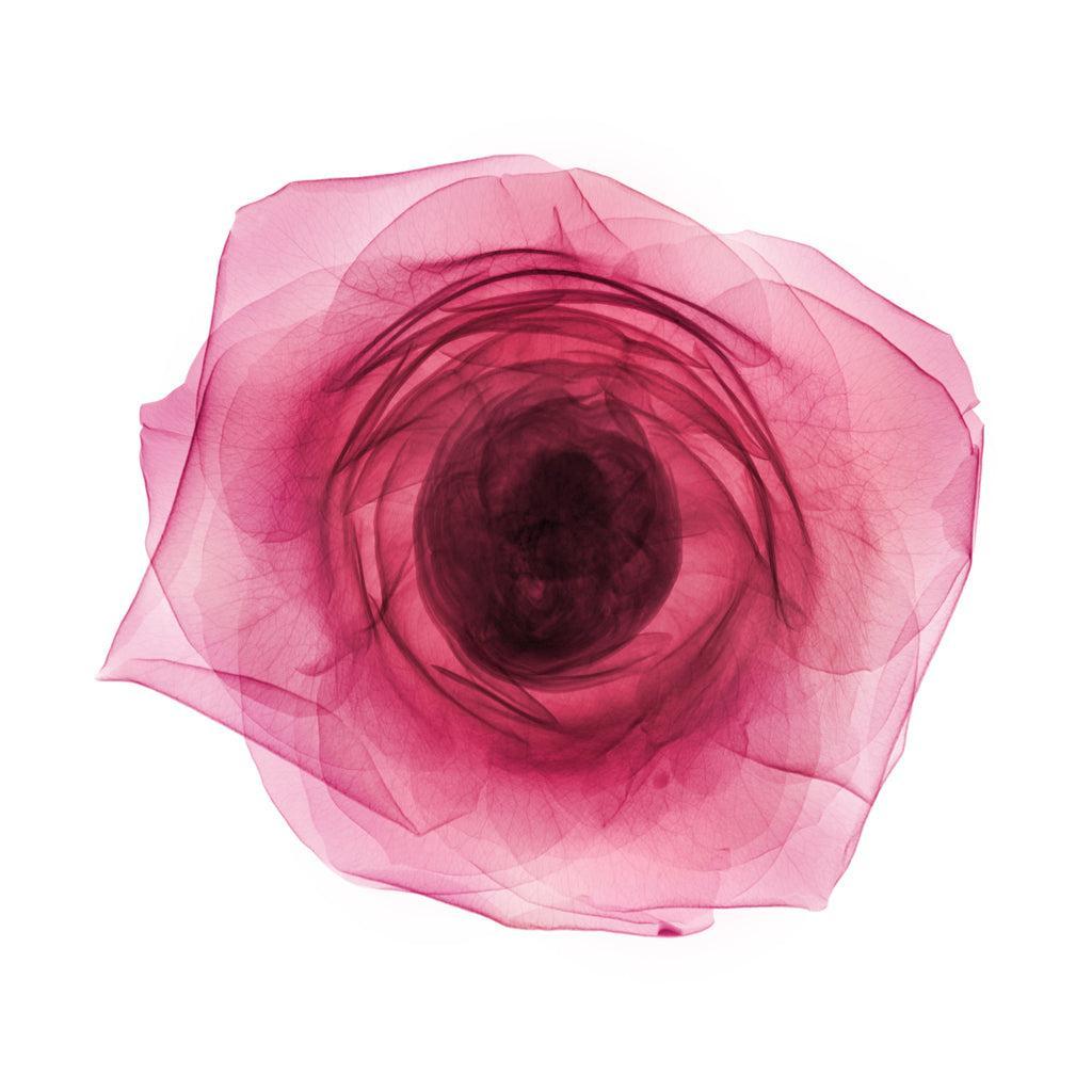 Rose-Photographic Print-Nick Veasey-Sorrel Sky Gallery
