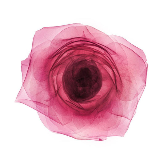 Rose-Photographic Print-Nick Veasey-Sorrel Sky Gallery