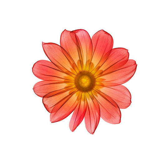 Rudbeckia-Photographic Print-Nick Veasey-Sorrel Sky Gallery