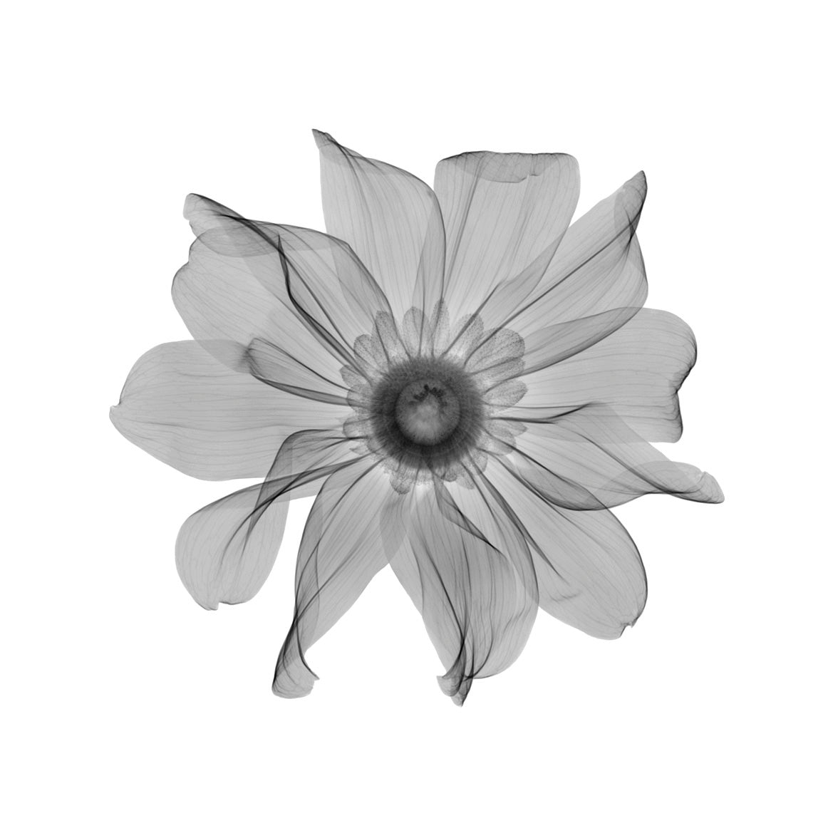 Rudbekia 2 w-Photographic Print-Nick Veasey-Sorrel Sky Gallery