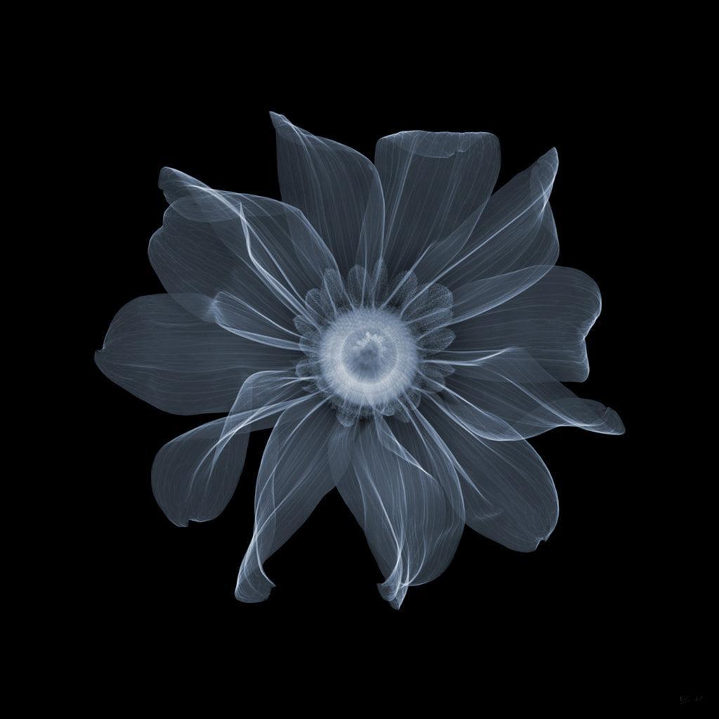 Rudbekia 2-Photographic Print-Nick Veasey-Sorrel Sky Gallery