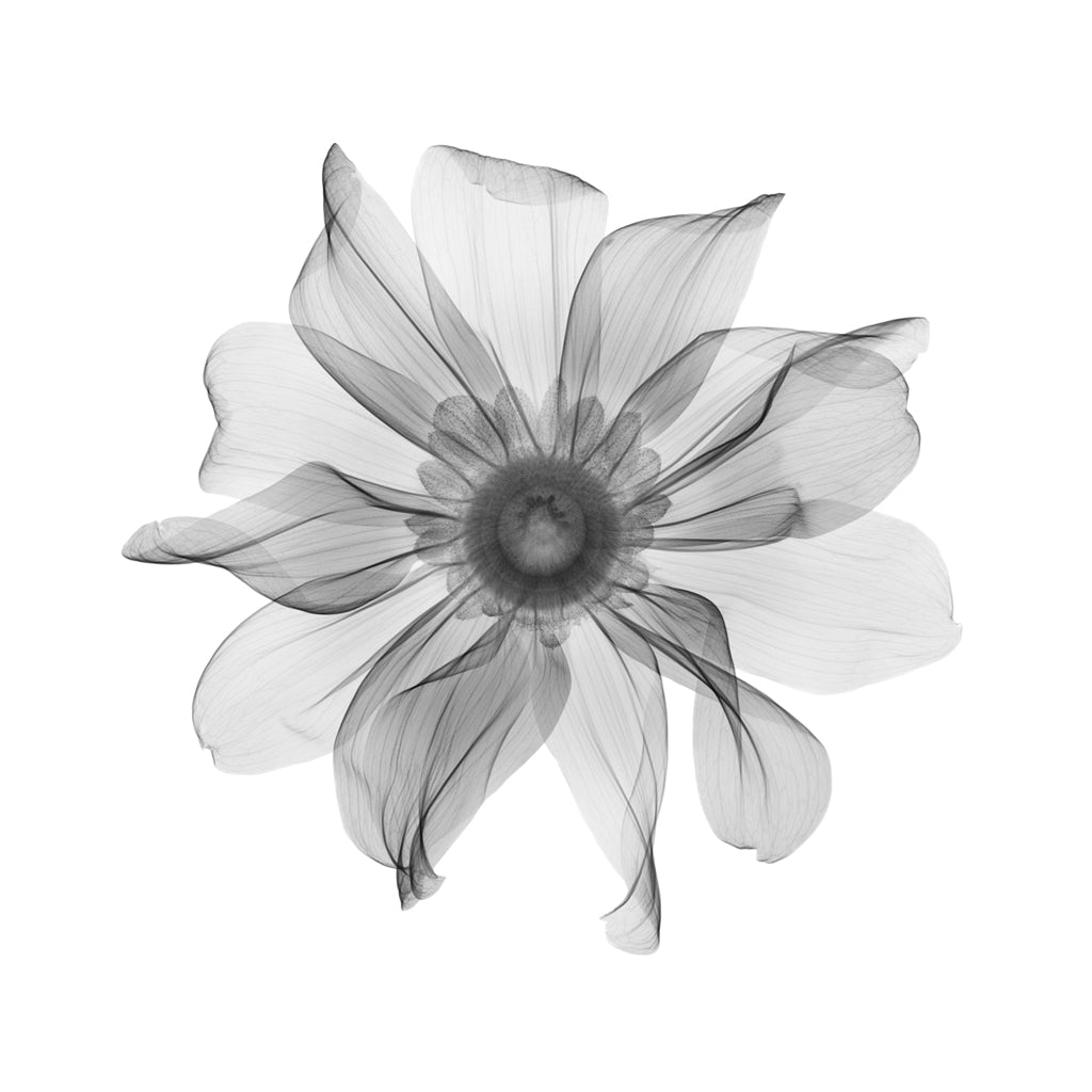 Rudbekia-Photographic Print-Nick Veasey-Sorrel Sky Gallery