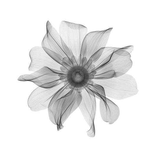 Rudbekia-Photographic Print-Nick Veasey-Sorrel Sky Gallery