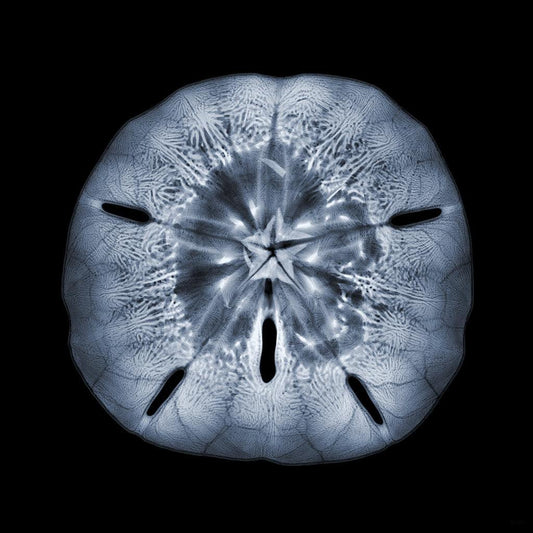 Sand Dollar L-Photographic Print-Nick Veasey-Sorrel Sky Gallery
