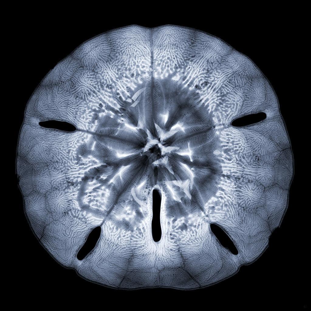 Sand Dollar M-Photographic Print-Nick Veasey-Sorrel Sky Gallery