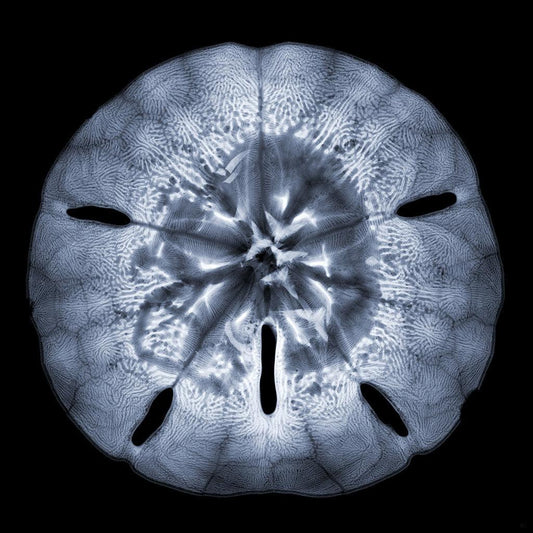 Sand Dollar M-Photographic Print-Nick Veasey-Sorrel Sky Gallery