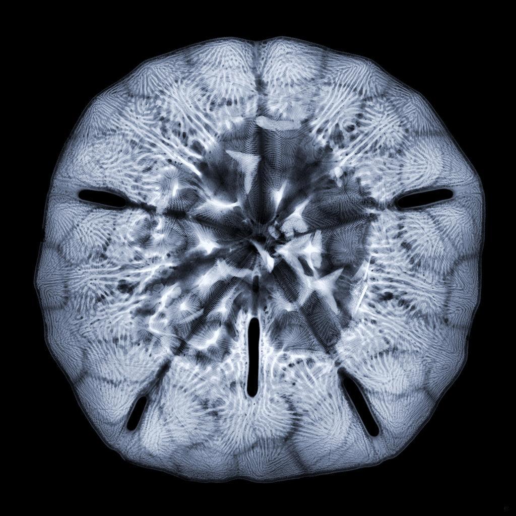 Sand Dollar R-Photographic Print-Nick Veasey-Sorrel Sky Gallery