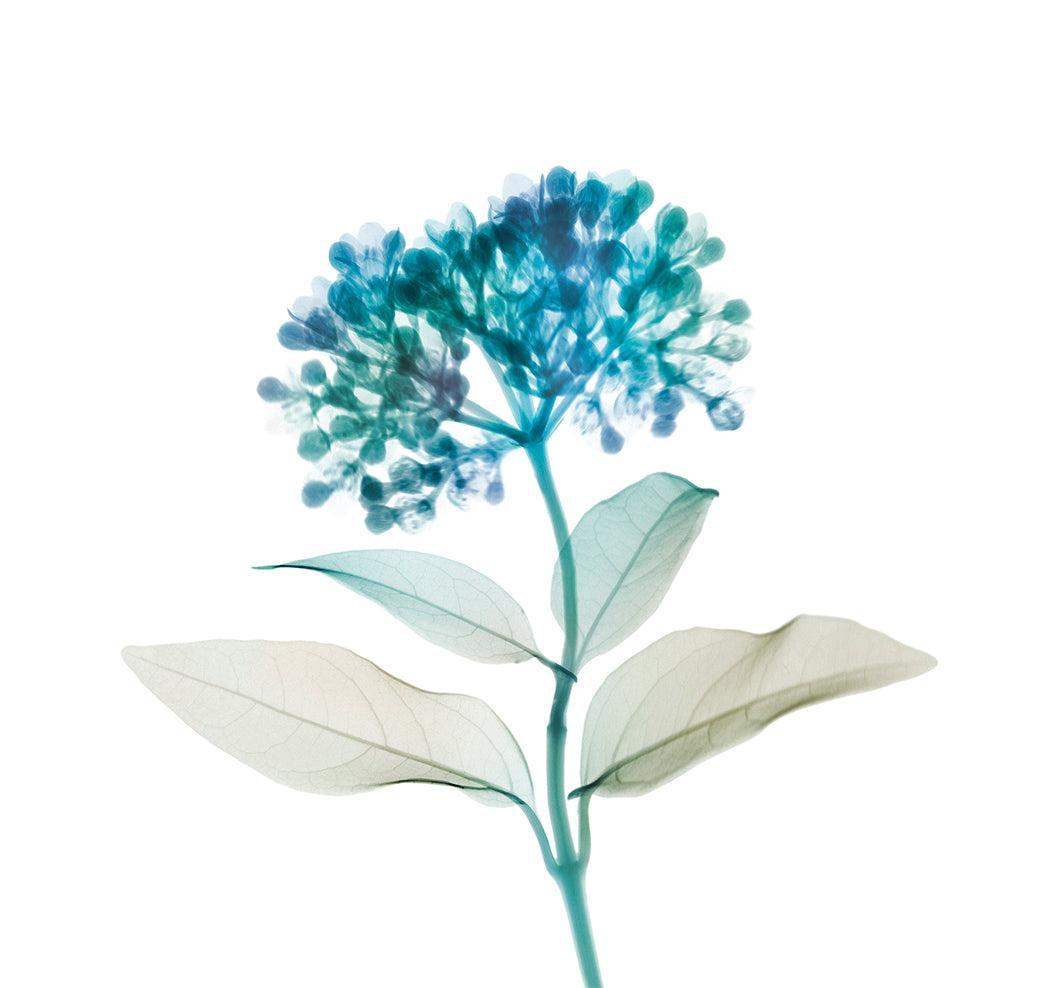 Santal Flower-Photographic Print-Nick Veasey-Sorrel Sky Gallery