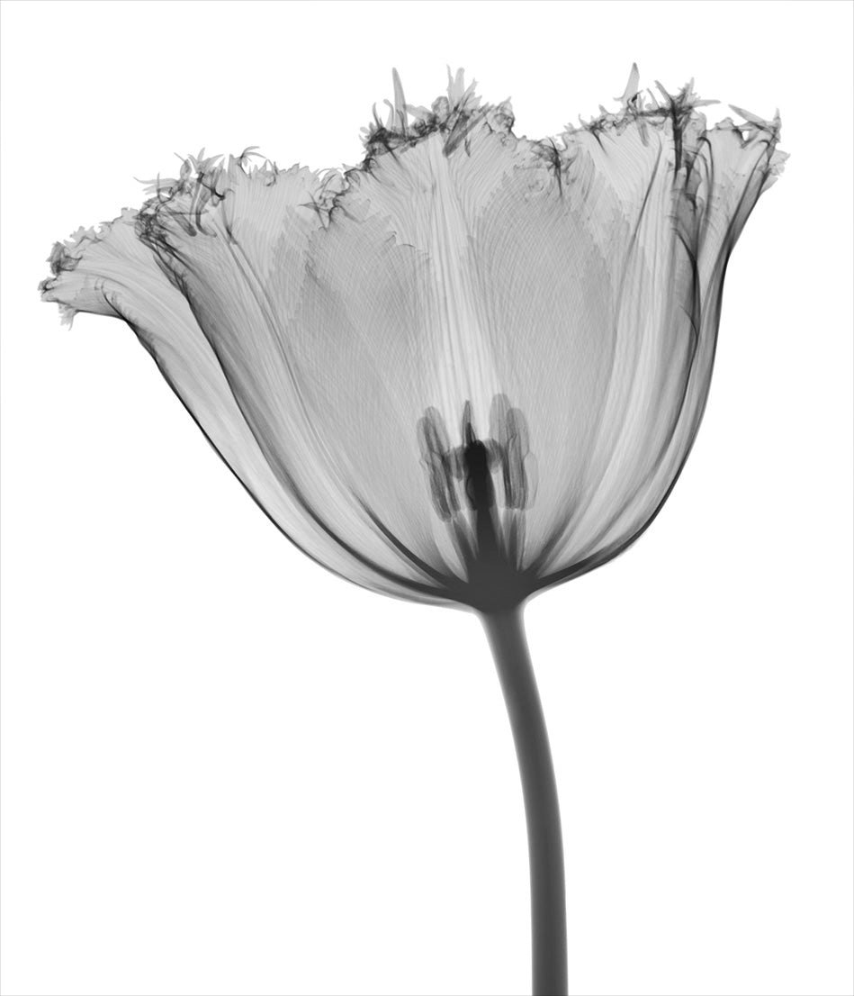 Serrated Tulip Head-Photographic Print-Nick Veasey-Sorrel Sky Gallery