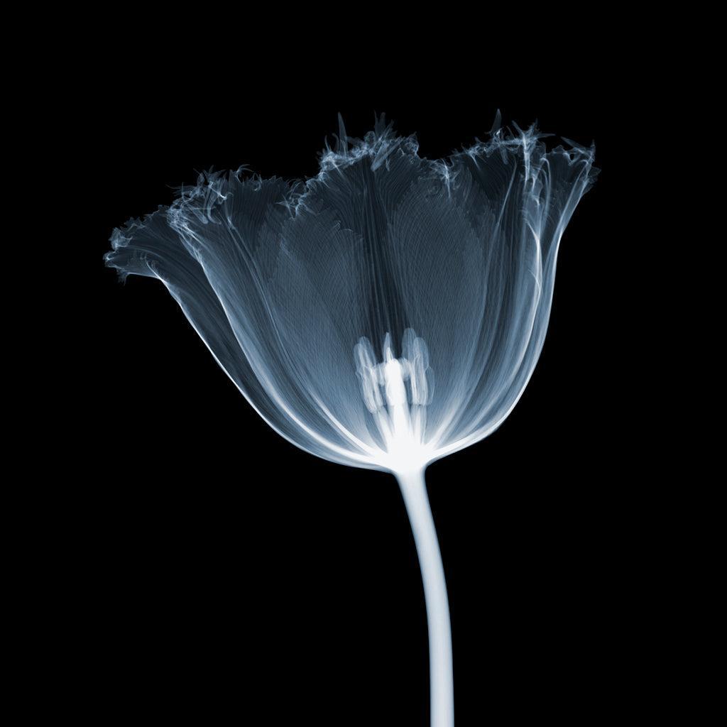 Serrated Tulip Stem duo-Photographic Print-Nick Veasey-Sorrel Sky Gallery