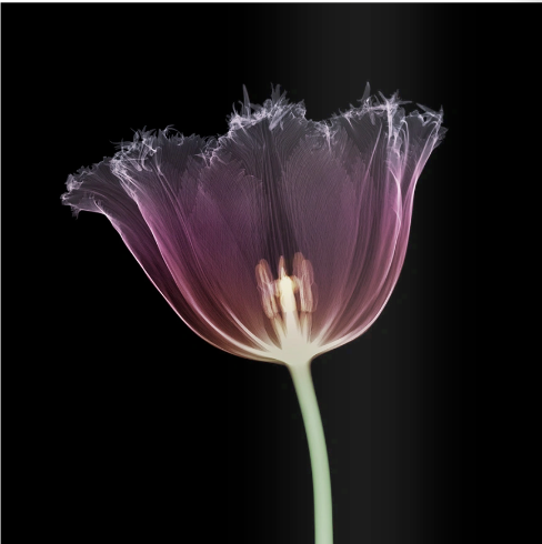 Serrated Tulip-Photographic Print-Nick Veasey-Sorrel Sky Gallery
