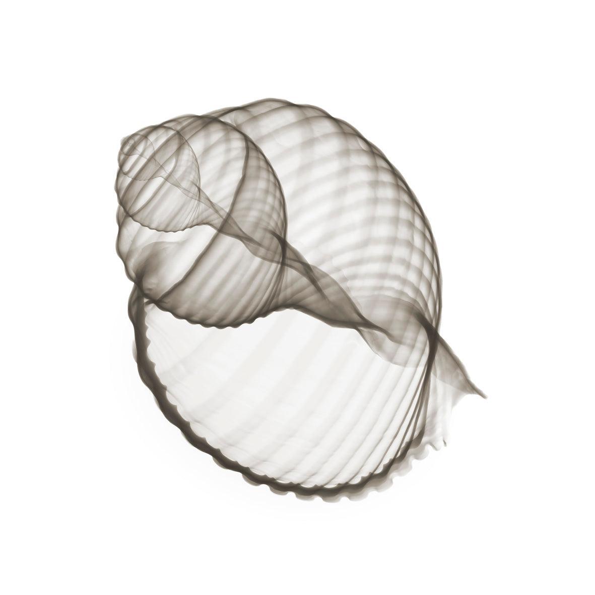 Shell 10 Sepia-Photographic Print-Nick Veasey-Sorrel Sky Gallery