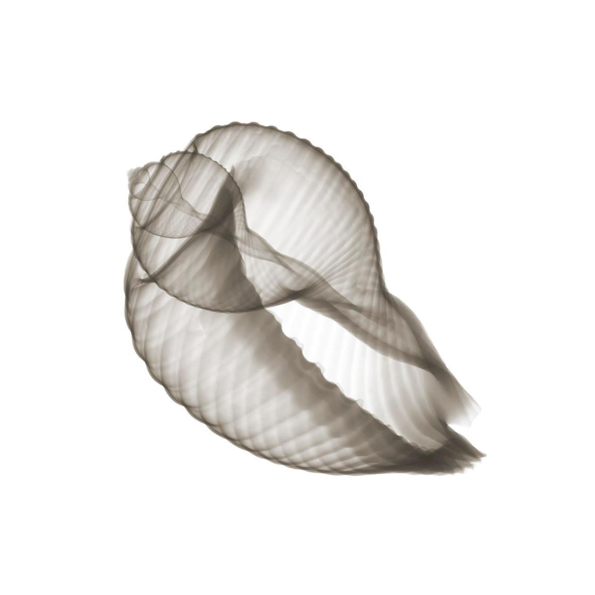 Shell 14 Sepia-Photographic Print-Nick Veasey-Sorrel Sky Gallery