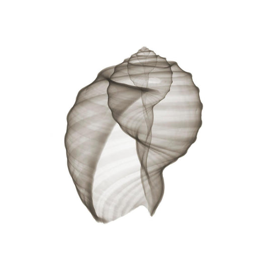 Shell 17 Sepia-Photographic Print-Nick Veasey-Sorrel Sky Gallery