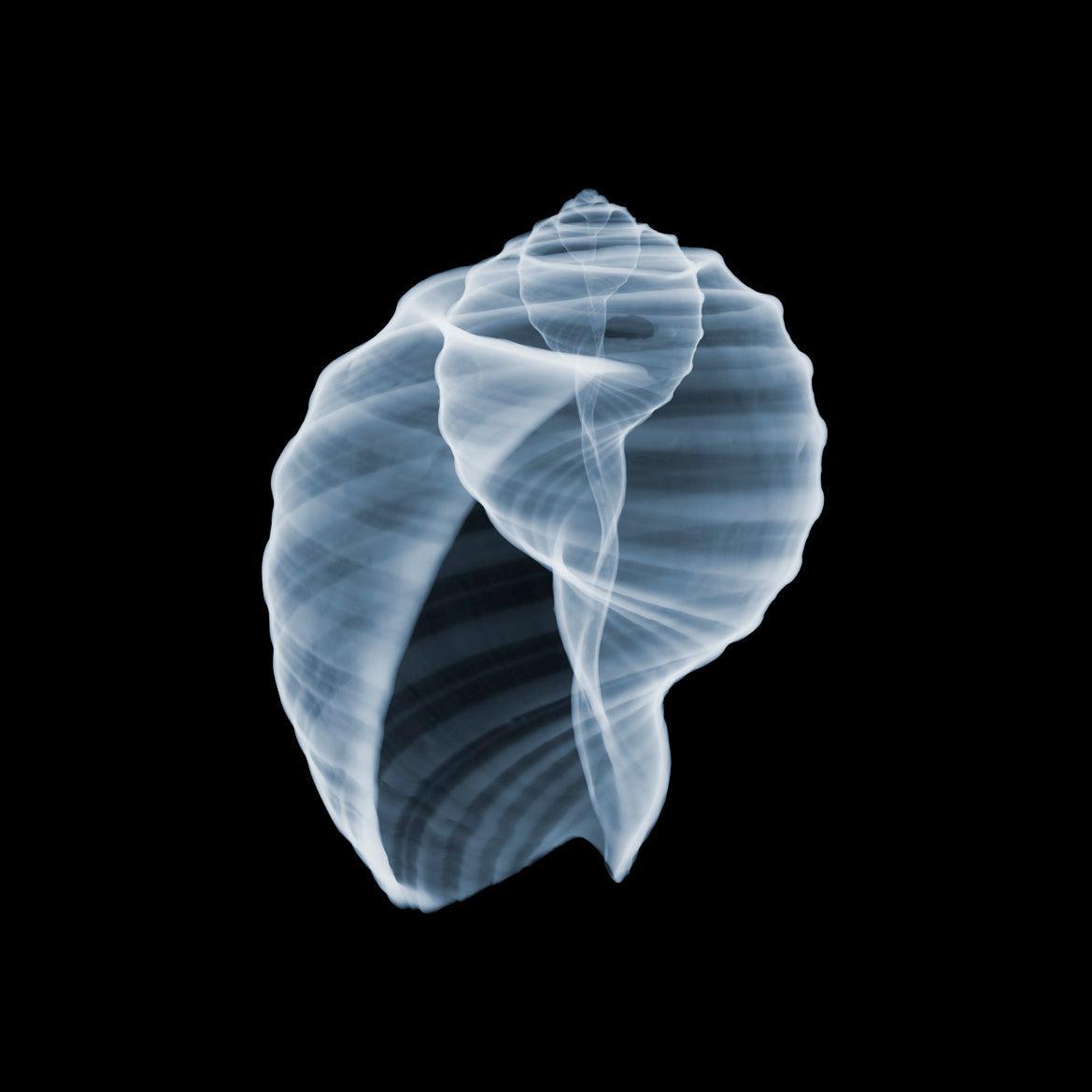 Shell 17 | Nick Veasey | Sorrel Sky Gallery