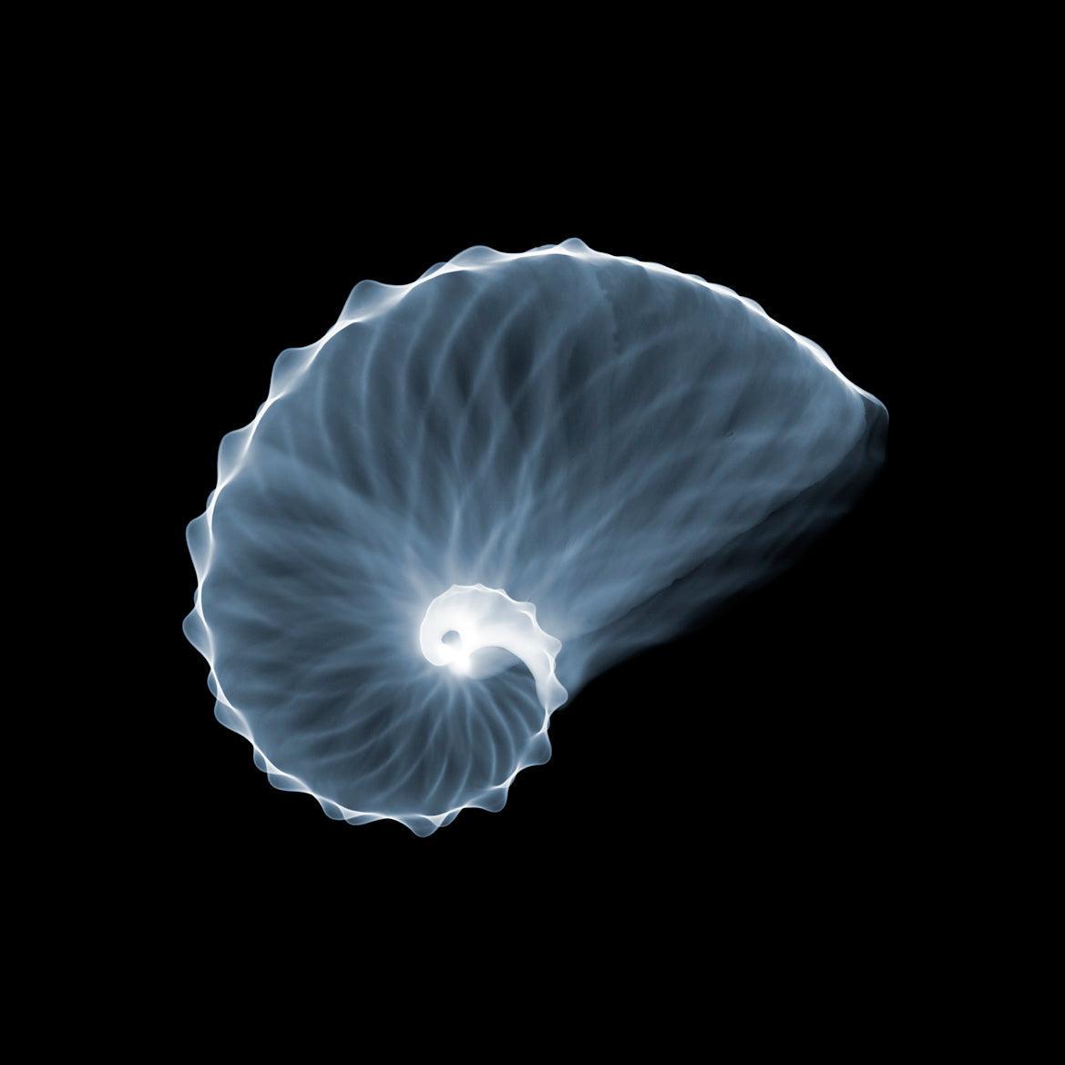 Shell 3-Photographic Print-Nick Veasey-Sorrel Sky Gallery