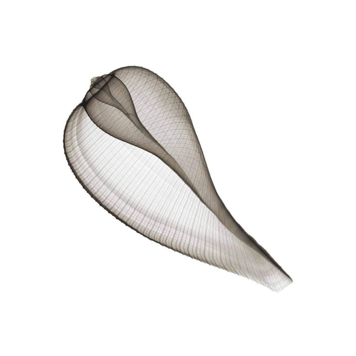 Shell 4 Sepia-Photographic Print-Nick Veasey-Sorrel Sky Gallery