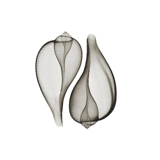 Shell v2040-Photographic Print-Nick Veasey-Sorrel Sky Gallery