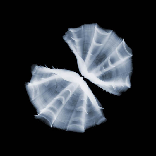 Shell v2055-Photographic Print-Nick Veasey-Sorrel Sky Gallery