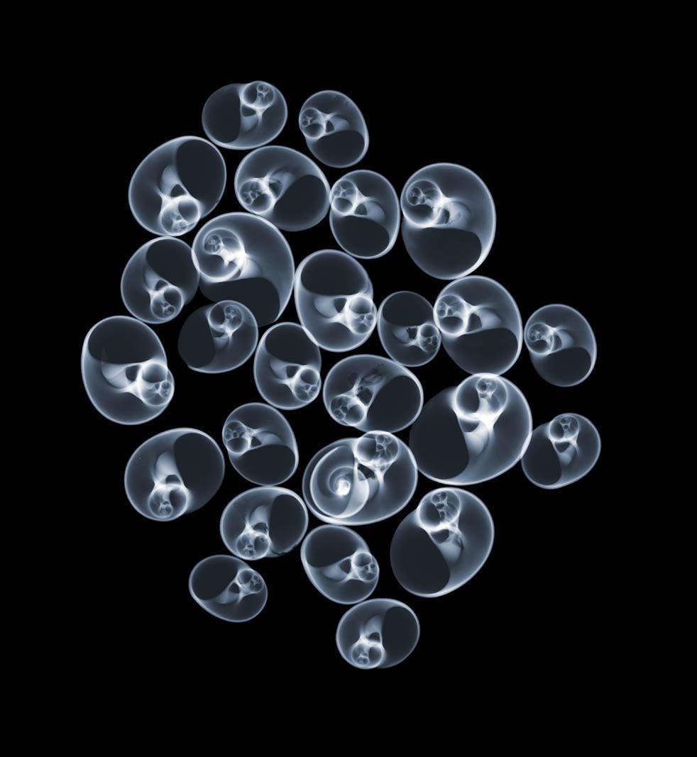 Shell v2083-Photographic Print-Nick Veasey-Sorrel Sky Gallery