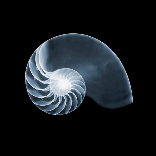Shell v2703-Photographic Print-Nick Veasey-Sorrel Sky Gallery