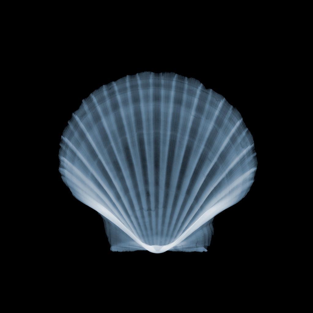 Shell v2796-Photographic Print-Nick Veasey-Sorrel Sky Gallery