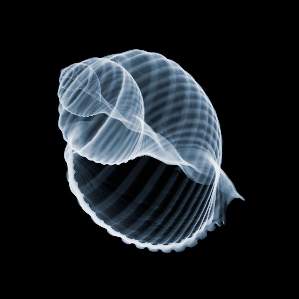 Shell v2824-Photographic Print-Nick Veasey-Sorrel Sky Gallery
