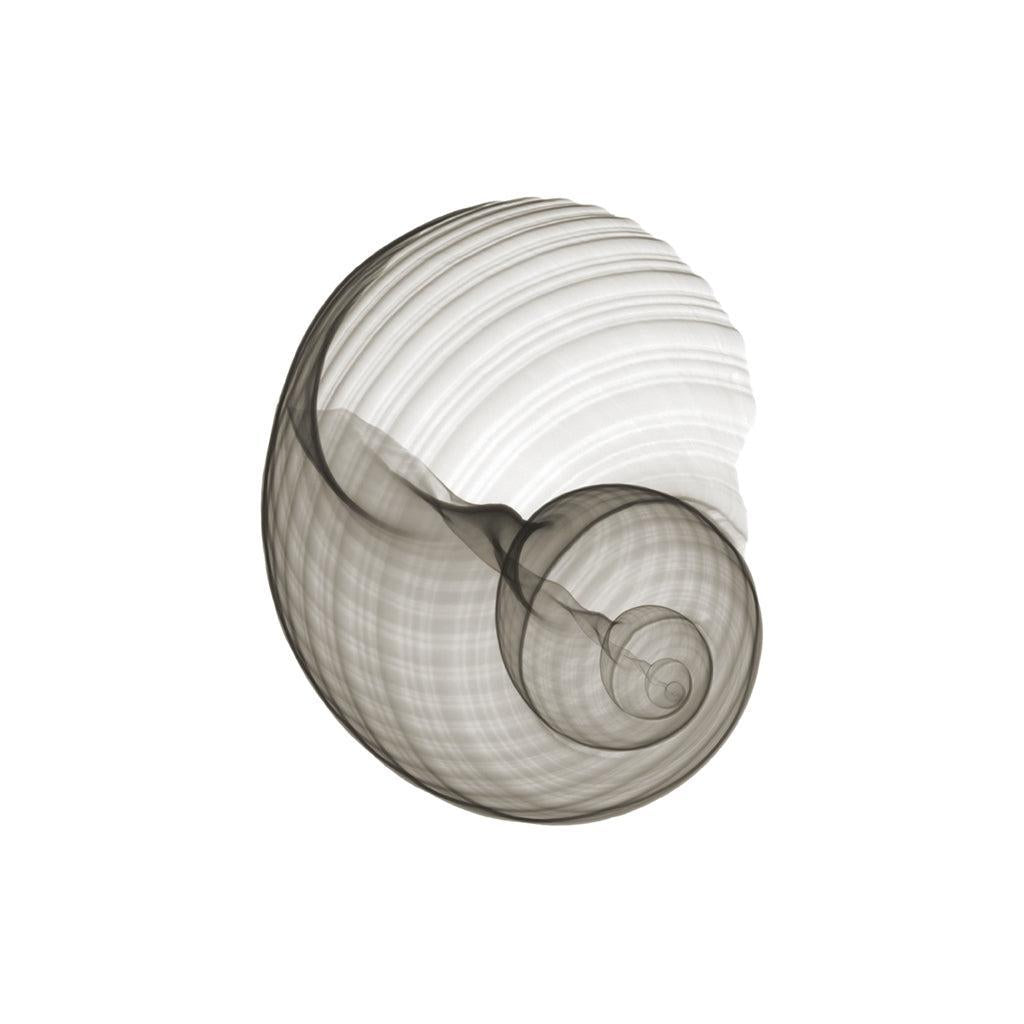Shell v915-Photographic Print-Nick Veasey-Sorrel Sky Gallery