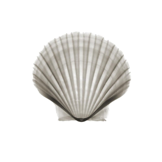 Shell v923-Photographic Print-Nick Veasey-Sorrel Sky Gallery