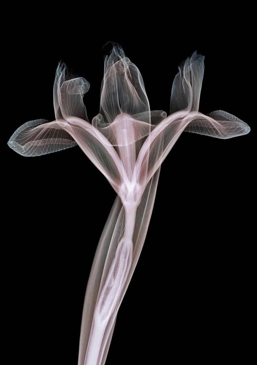 Solo Iris-Photographic Print-Nick Veasey-Sorrel Sky Gallery