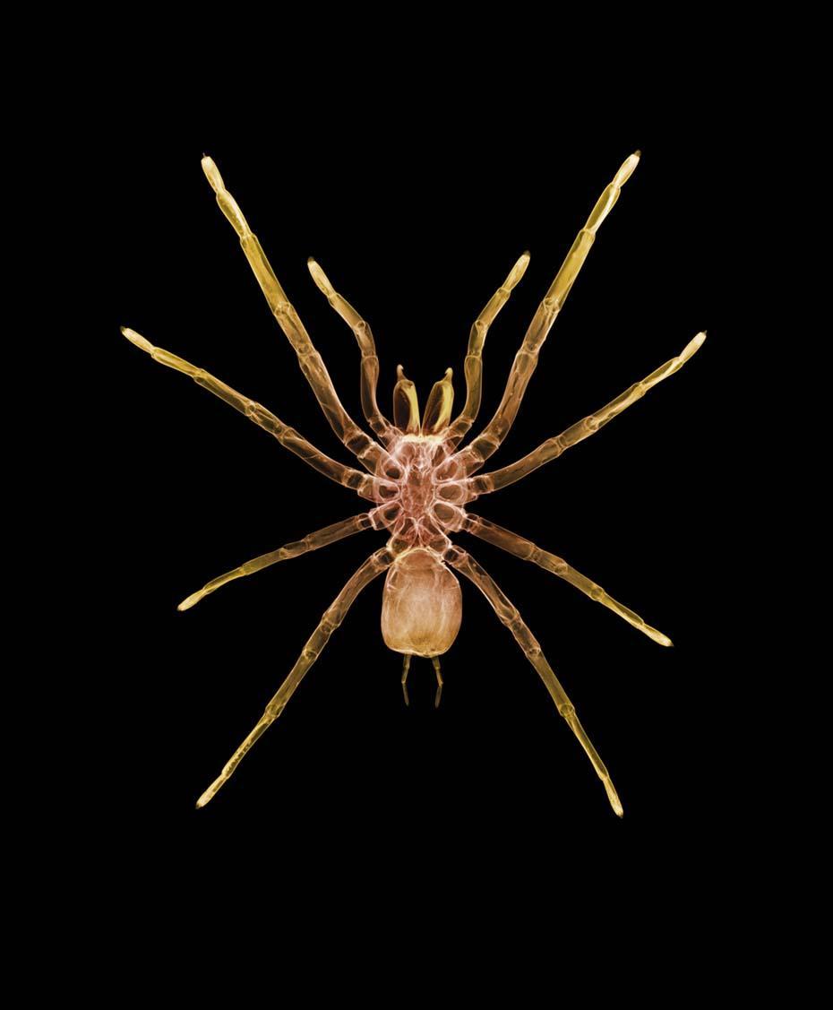 Spider v1724-Photographic Print-Nick Veasey-Sorrel Sky Gallery