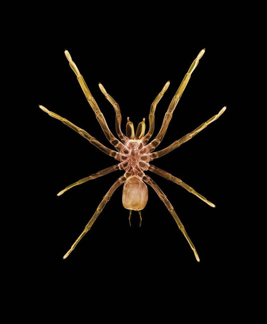 Spider v1724-Photographic Print-Nick Veasey-Sorrel Sky Gallery