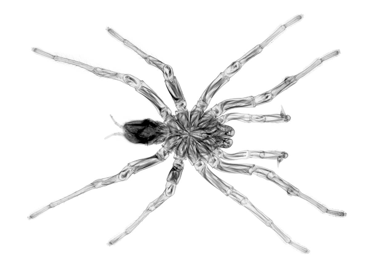 Spider v1752-Photographic Print-Nick Veasey-Sorrel Sky Gallery