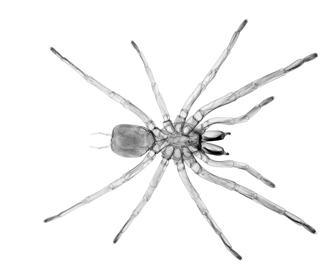 Spider v1766-Photographic Print-Nick Veasey-Sorrel Sky Gallery