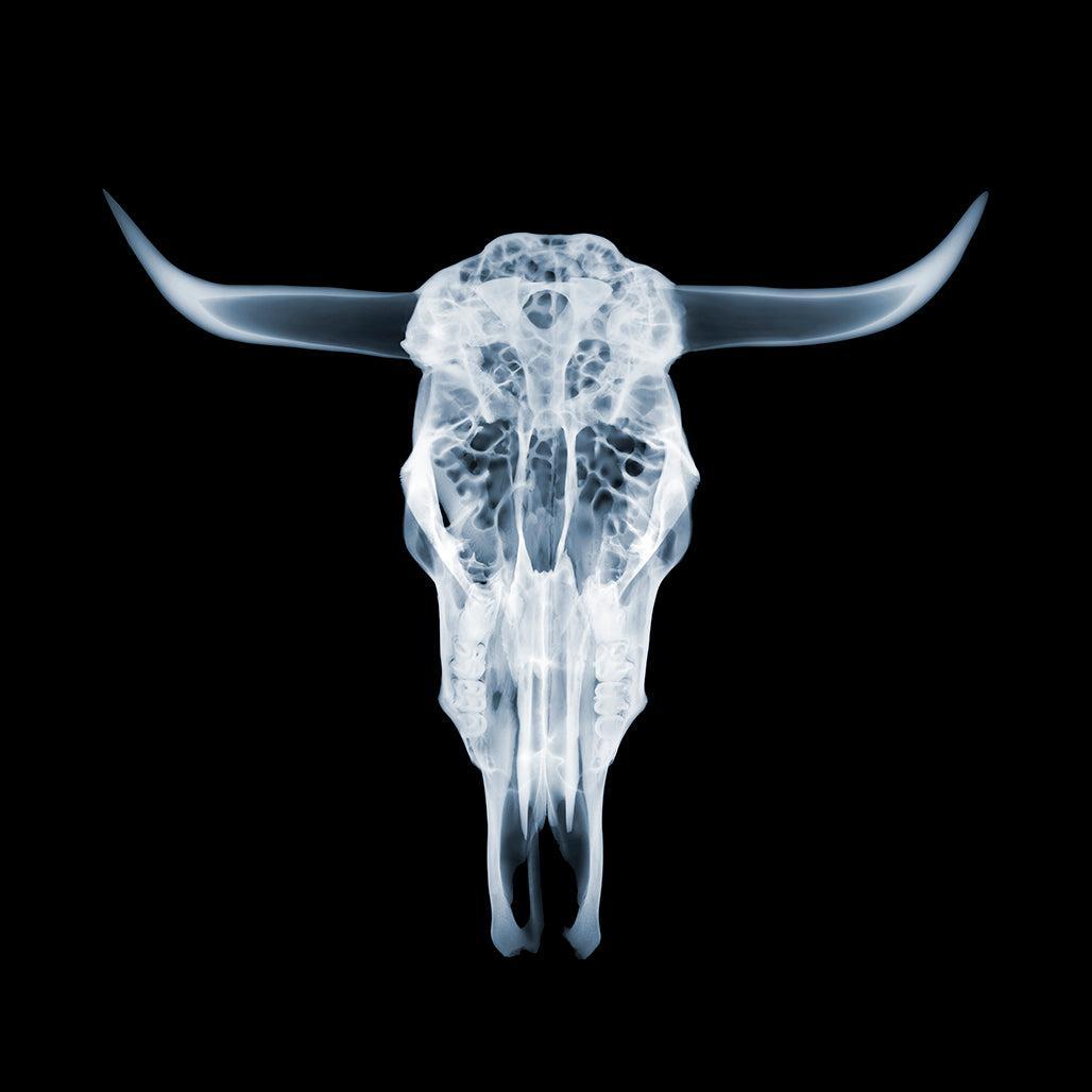 Steer’s Skull-Photographic Print-Nick Veasey-Sorrel Sky Gallery