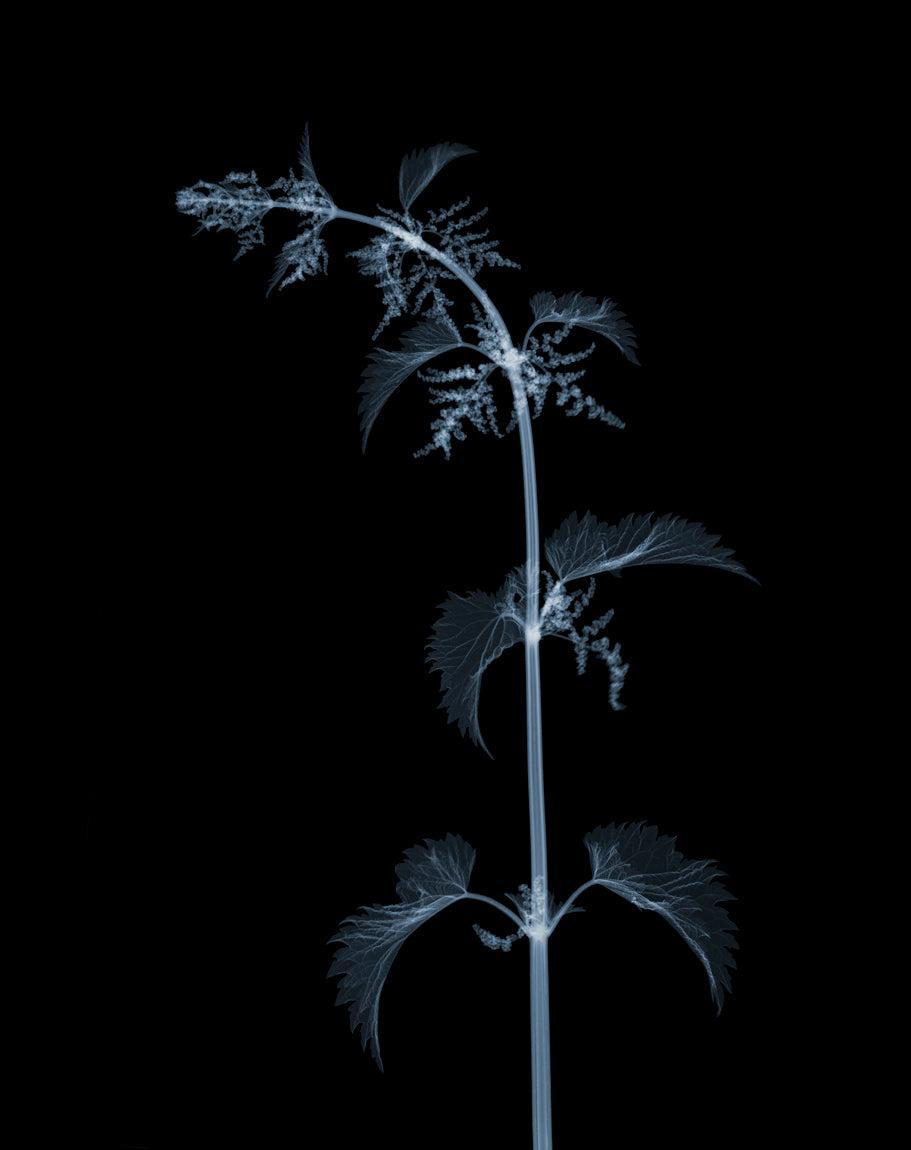 Stinging Nettle-Photographic Print-Nick Veasey-Sorrel Sky Gallery