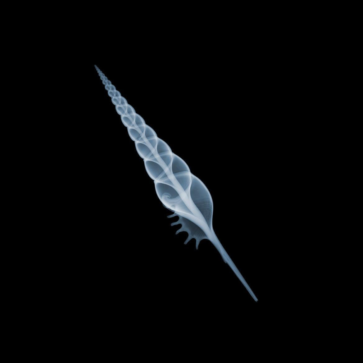Tibia Melanocheilus-Photographic Print-Nick Veasey-Sorrel Sky Gallery