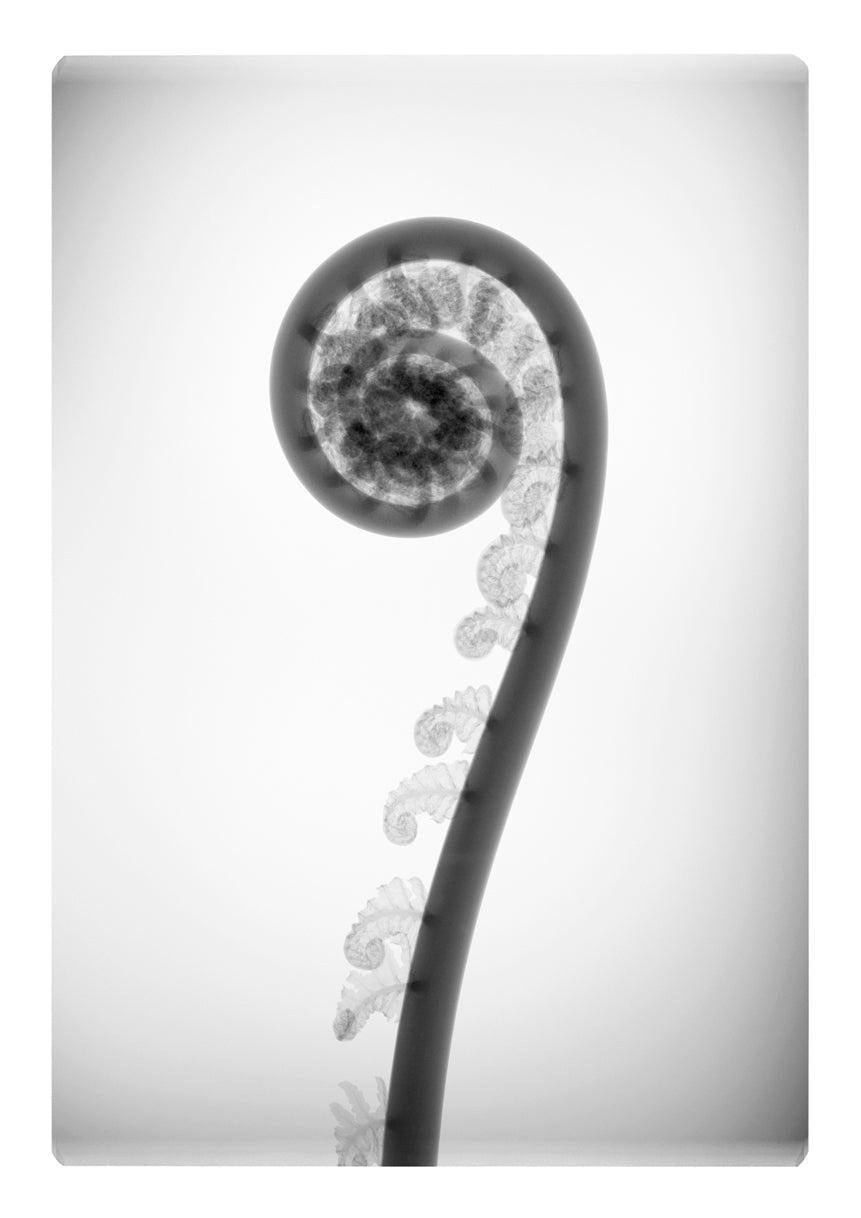Tree Fern Dicksonia-Photographic Print-Nick Veasey-Sorrel Sky Gallery