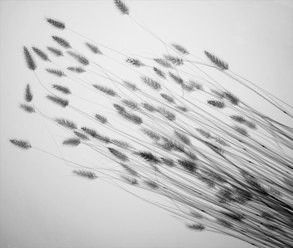 Tufty Grass-Photographic Print-Nick Veasey-Sorrel Sky Gallery