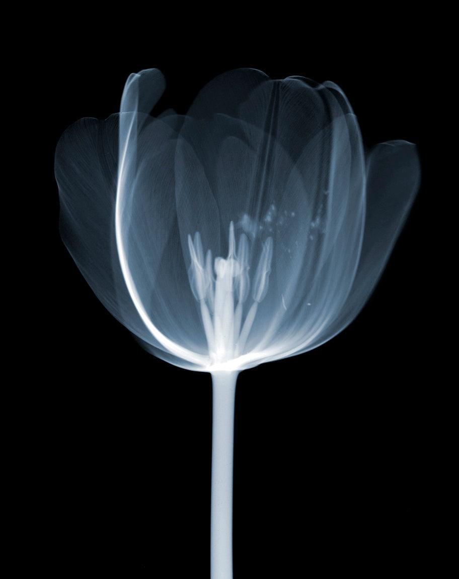 Tulip Head-Photographic Print-Nick Veasey-Sorrel Sky Gallery